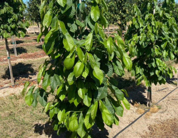 Asimina tricolor - Indianerbanane