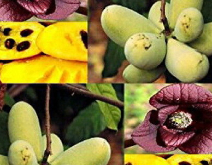 Asimina tricolor - Indianerbanane