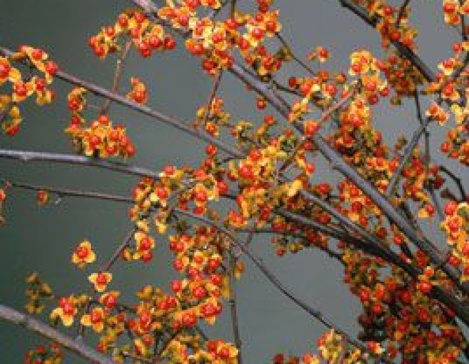 Rotblättriger Baumwürger Hermaphroditus