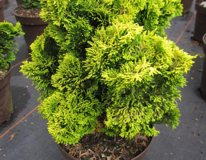 Hinoki-Zypresse Aurea Nana Stämmchen