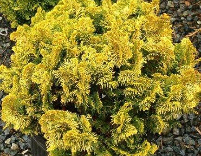 Hinoki-Zypresse Aurea Nana Stämmchen