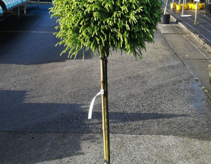 Japanische Sicheltanne Globosa Nana Stämmchen