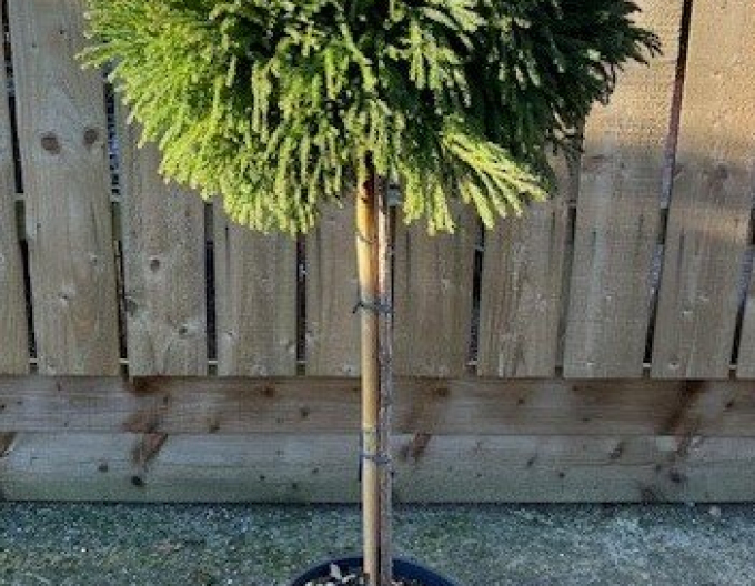 Japanische Sicheltanne Globosa Nana Stämmchen