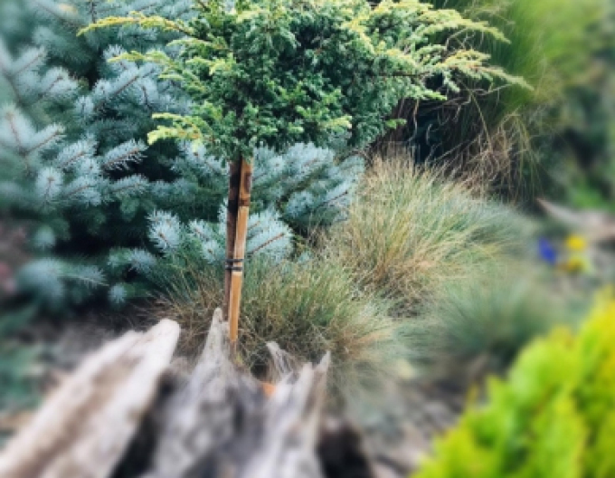 Wacholder Golden Shade - Stämmchen