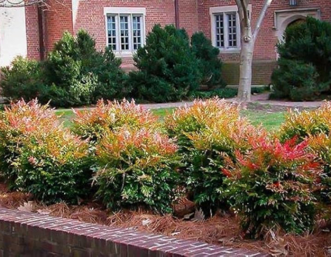 Nandina Gulf Stream 20/25cm