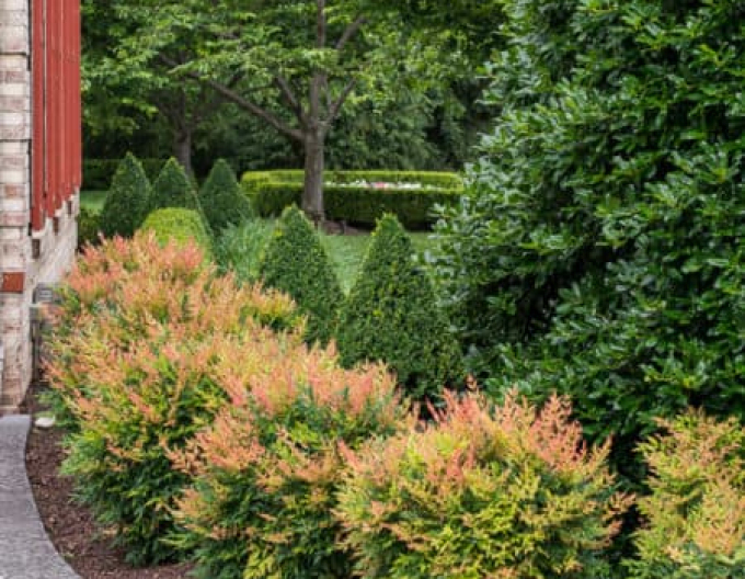 Nandina Gulf Stream 20/25cm