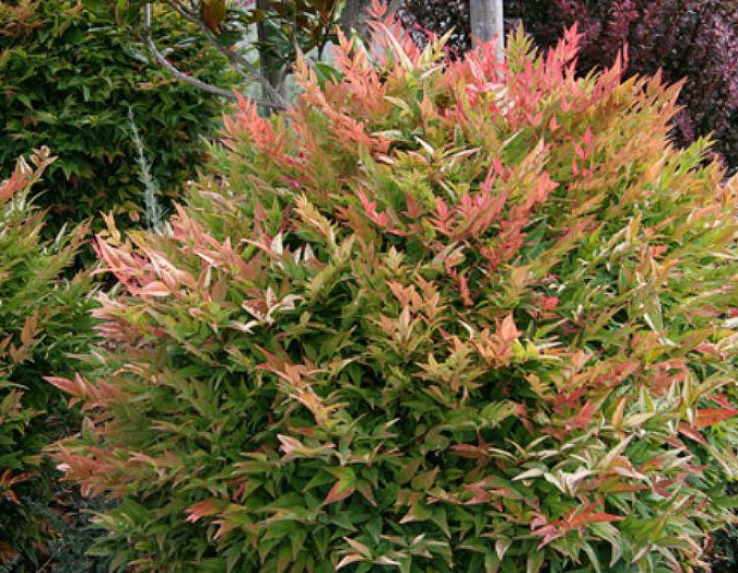 Nandina Gulf Stream