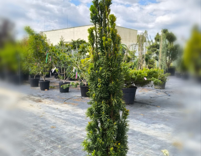 Gemeine Eibe Hibernica