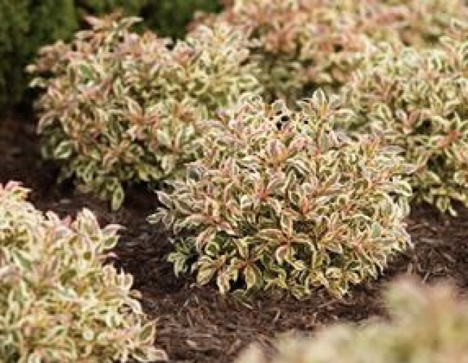 Weigelie florida Monet