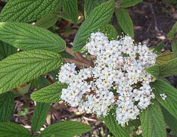 Kalina faltig-blättrig 5L