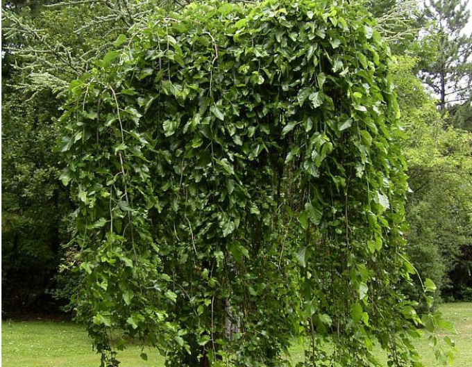 Hängende Maulbeere, wurzelnackt