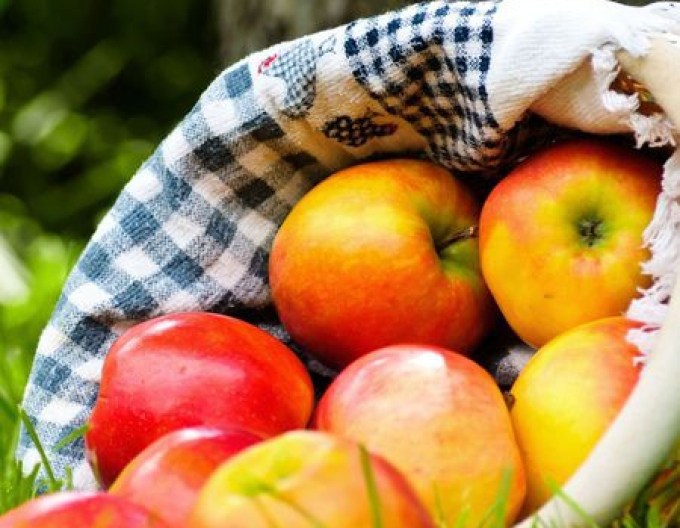 Winterapfelbaum Ontario, Unterlage. A2, frei.