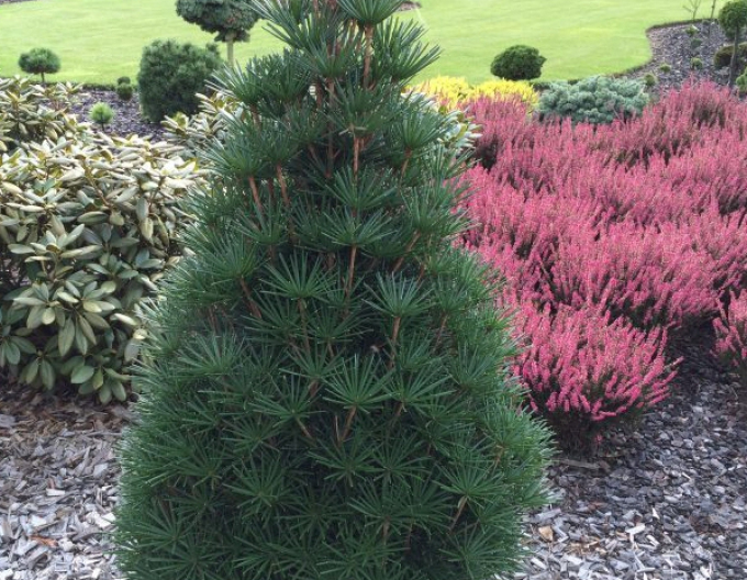 Japanische Schirmtanne