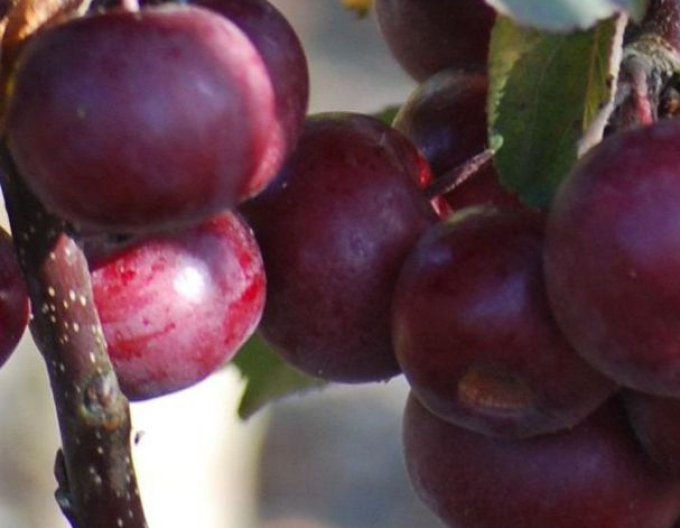 Säulenapfelbaum Maypole auf M7, Cont. 2l