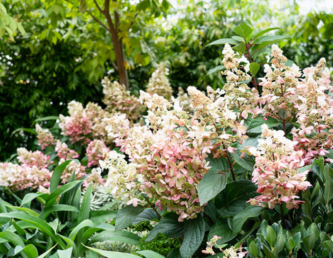 Hortensie Candlelight