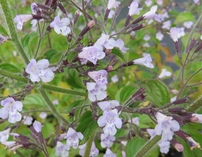 Steinquendel ´Blue  Cloud´