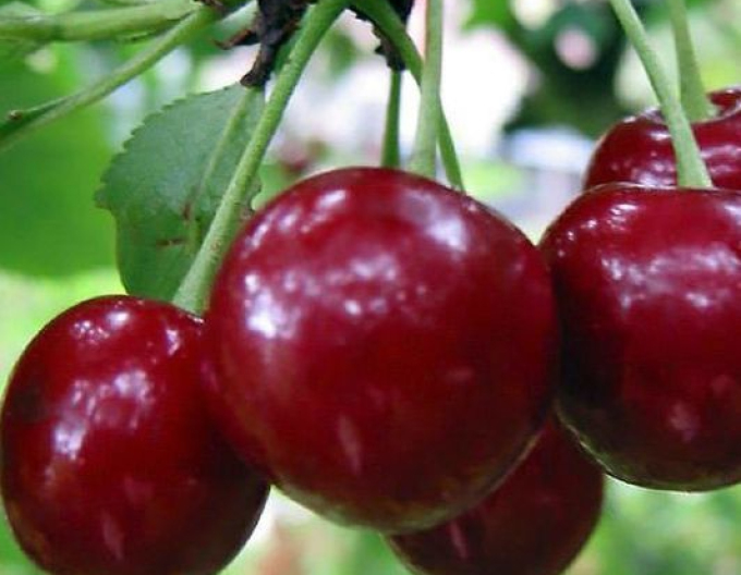 Kirsche Fanal Halbhartholz