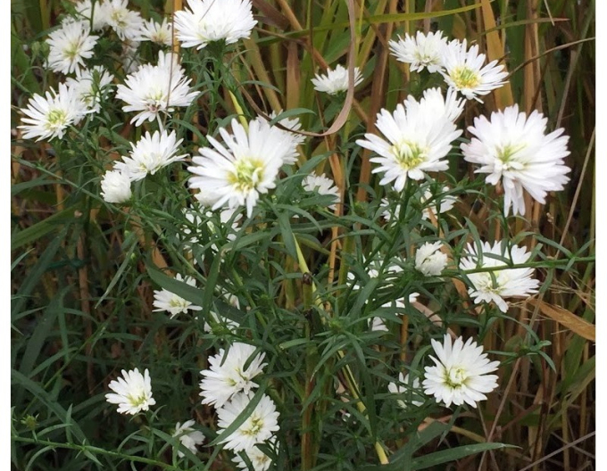 Aster Monte Cassino