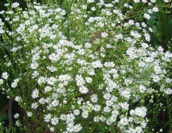 Aster Monte Cassino