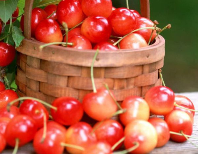 Kirsche Napoleon Halbhartholz