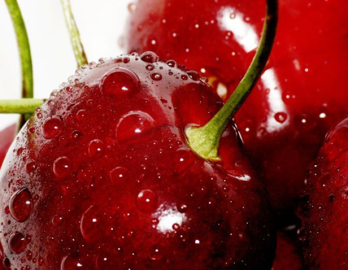 Kirsche Kordia, auf Gisela5, wurzelnackt