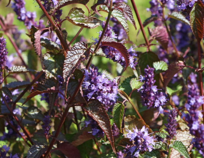 Agastache Little Adder