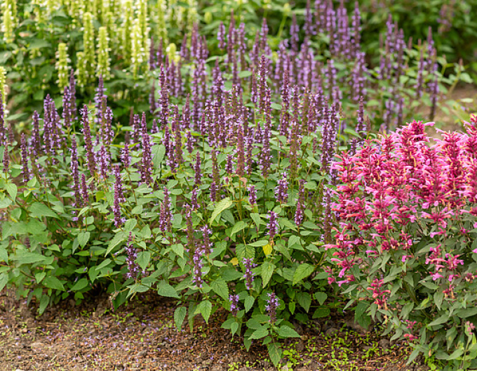 Agastache Little Adder