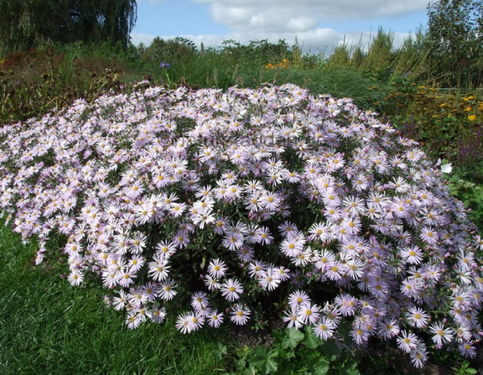 Aster Lutetia