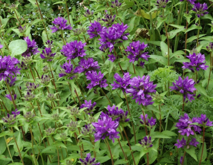 Glockenblume Superba