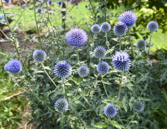 Banater Kugeldistel ´Blue Glow´
