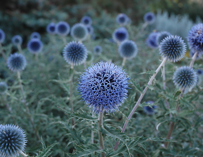 Banater Kugeldistel ´Blue Glow´