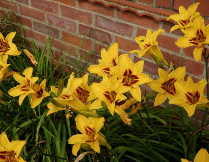 Maiglöckchen Bonanza