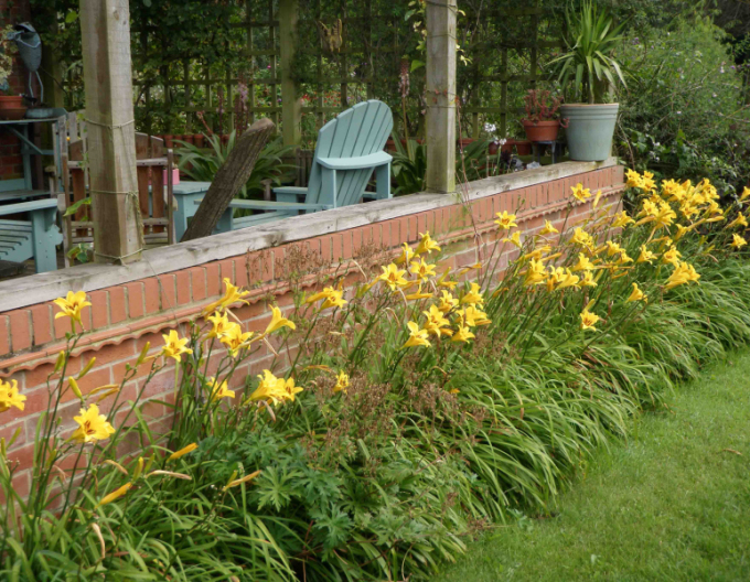 Maiglöckchen Bonanza