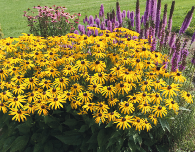 Rudbeckia Goldsturm 1l