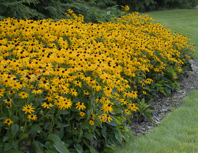 Rudbeckia Goldsturm 1l