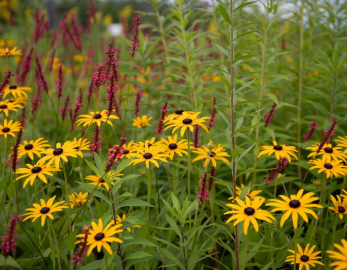 Rudbeckia Goldsturm 1l