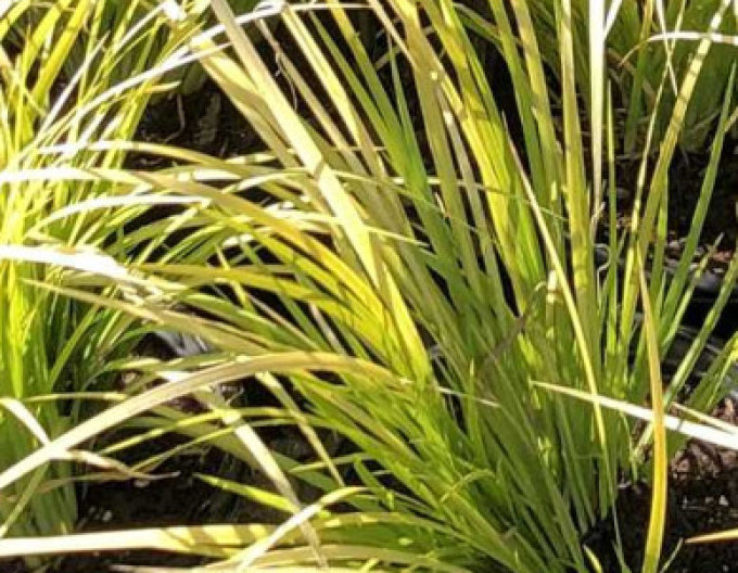 Japanischer Kalmus Golden Delight 2l