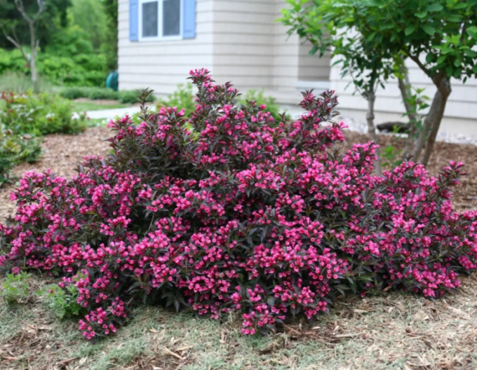Weigela florida Alexandra