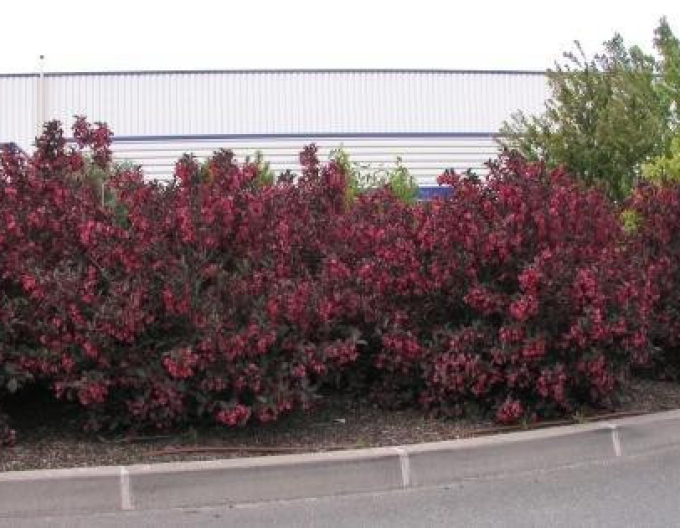 Weigela florida Alexandra