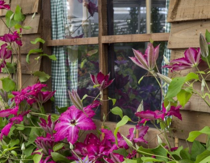 Plamienok Viva Polonia