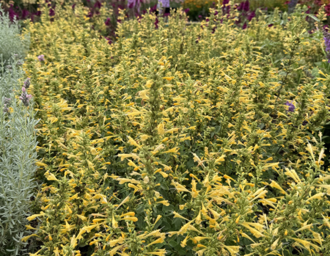 Agastache Summerlong Lemon