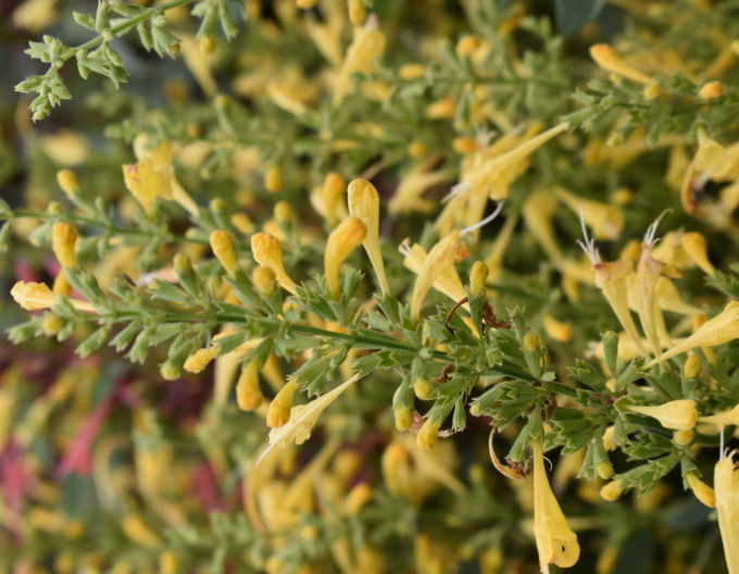 Agastache Summerlong Lemon