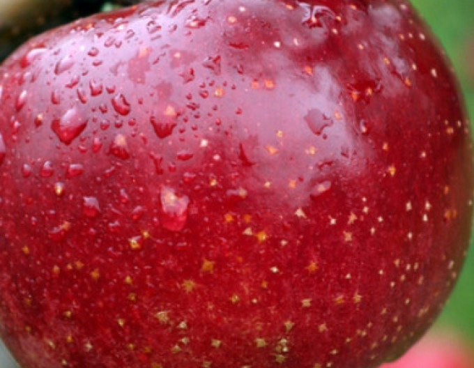 Apfel James Grieve Red, auf M26, Cont. 5l