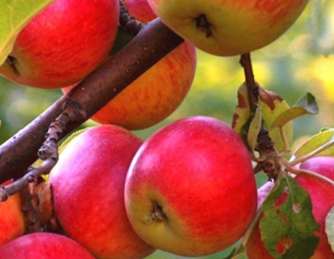 Apfel Rubinola auf M9, Cont. 5l