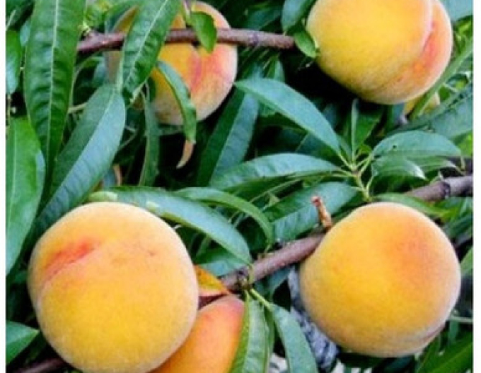 Pfirsich Baby Gold 6 auf GF677, Cont. 5l
