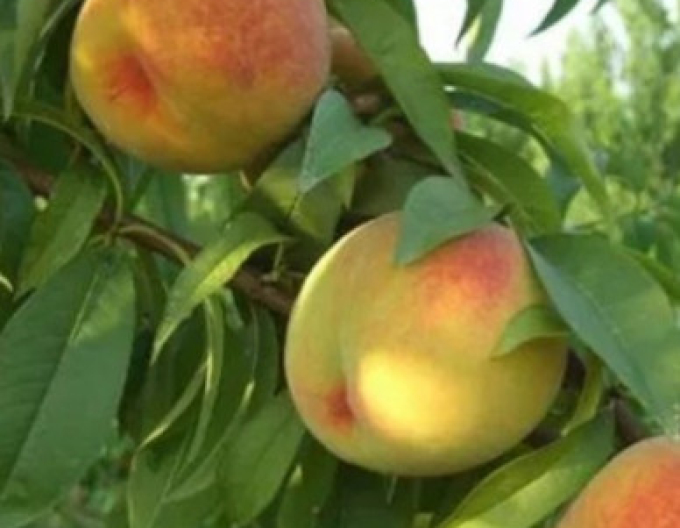 Pfirsich Baby Gold 6 auf GF677, Cont. 5l