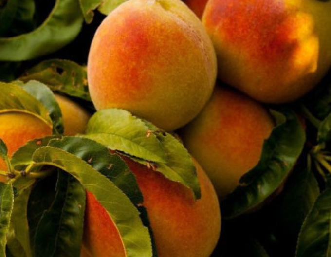 Pfirsich Champion auf Ishtara, Cont. 5l