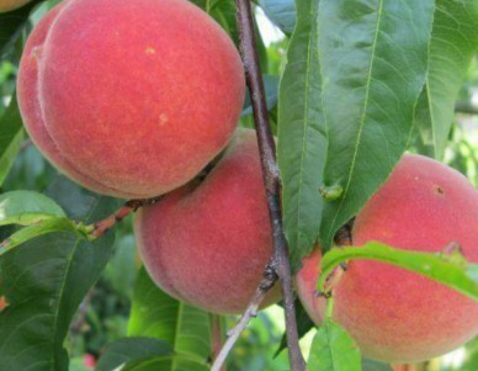 Pfirsich Champion auf Ishtara, Cont. 5l