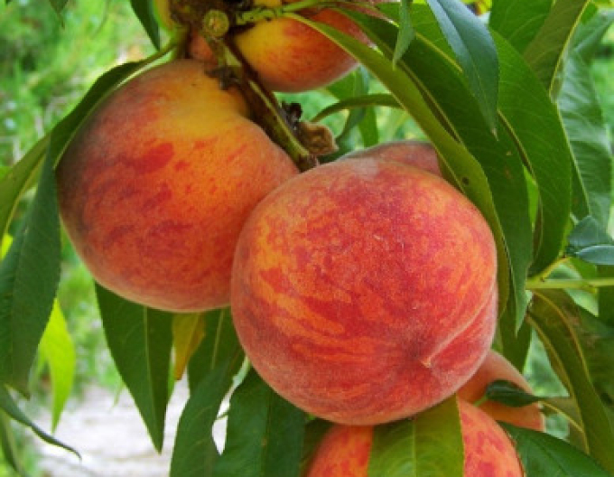 Pfirsich Fayette spät, sub. GF677, Forts. 5l