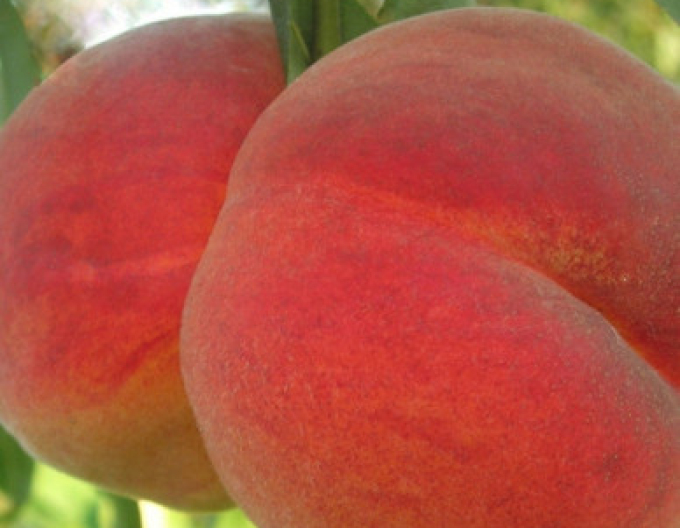 Pfirsich Redhaven auf Ishtara, Cont. 5l
